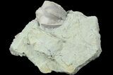 Blastoid (Pentremites) Fossil - Illinois #184095-1